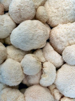 Lion's Mane Mushrooms Lion's Mane Mushrooms