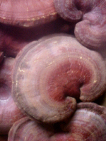 Reishi Mushrooms